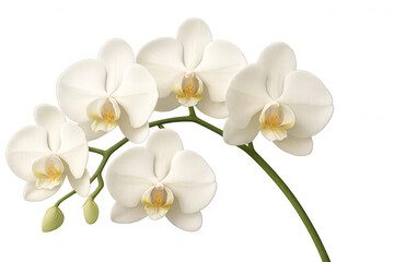 White phalaenopsis orchids blooming on stem, tropical floral beauty, elegant flower transparency