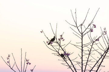 Vibrant hummingbird feeding on pink blossoms in spring