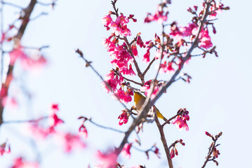 Vibrant hummingbird feeding on pink blossoms in spring