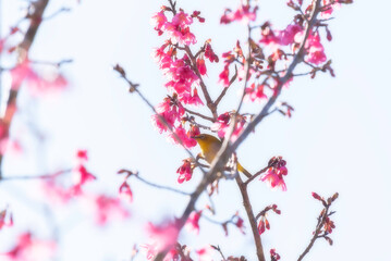 Vibrant hummingbird feeding on pink blossoms in spring