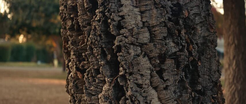 Close up of tree bark with textured patterns