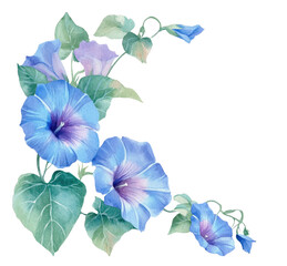 Watercolor, cute baby blue and purple morning glory flower corner decoration on a white background.

