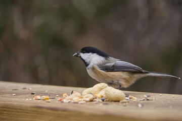 A Black-capped Chickadee eating bird seeds and nuts