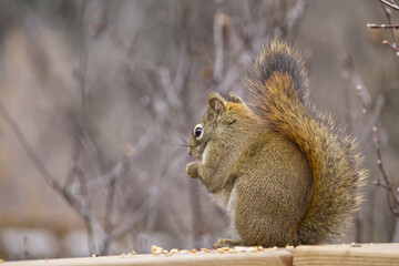 A Red Squirrel eating nuts