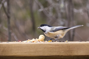 A Black-capped Chickadee eating bird seeds and nuts