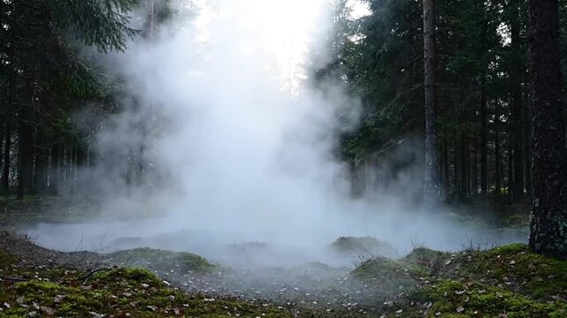 Misty steam rises from the forest floor surrounded by tall evergreen trees.