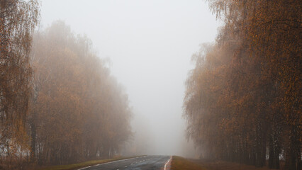 foggy autumn country road. Birch trees in the fog.