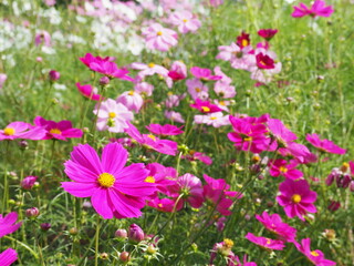 コスモス畑 ピンク色のコスモス-cosmos pink flower-