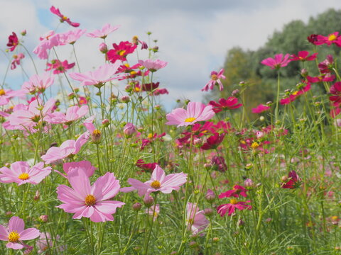 ピンクのコスモス畑と秋の青空-cosmos / pink / flower  /  autumn / blue sky-