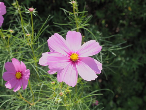 薄いピンク色のコスモス-cosmos lightpink flower-