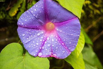 Vivid Purple Morning Glory Covered in Raindrops