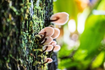 Delicate Fungi Clusters on a Moss-Covered Tree Trunk