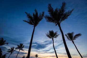 Twilight Palms: Silhouetted Trees Beneath a Painted Sky