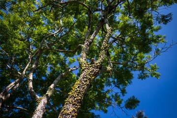 Canopy Glow: Sunlight Filtering Through Lush Green Leaves
