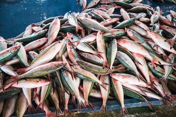 Fresh Red Snapper-like Fish at a Southeast Asian Fish Market