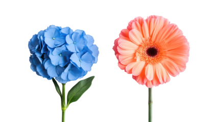 Two beautiful flowers blue hydrangea and orange gerbera isolated on transparent background