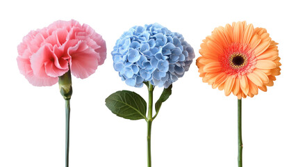 Three colorful flowers pink blue orange isolated on transparent background
