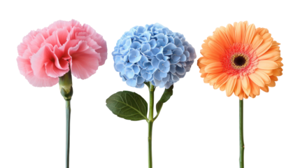 Three colorful flowers pink blue orange isolated on transparent background