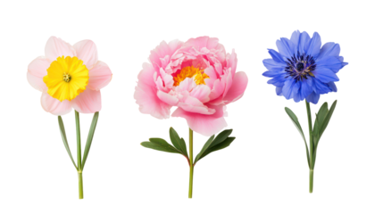 Three beautiful spring flowers isolated on transparent background