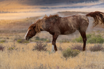 Wild horse in the Utah desert 