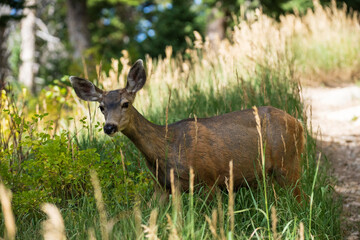 white tailed deer