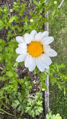 Flor, flores, primavera y verano