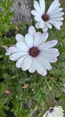 Flor, flores, primavera y verano