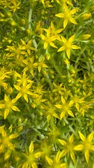 Flor, flores, primavera y verano