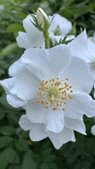 Flor, flores, primavera y verano