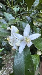 Flor, flores, primavera y verano