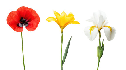 Three different flowers red poppy yellow lily and white iris isolated on transparent background
