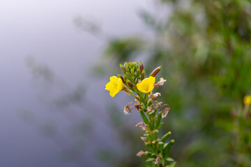 Fototapeta premium yellow flowers in the garden