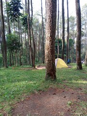 Camping in the forest