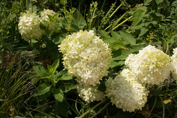 Elegant White Hydrangea Flowers in Natural Garden Scene