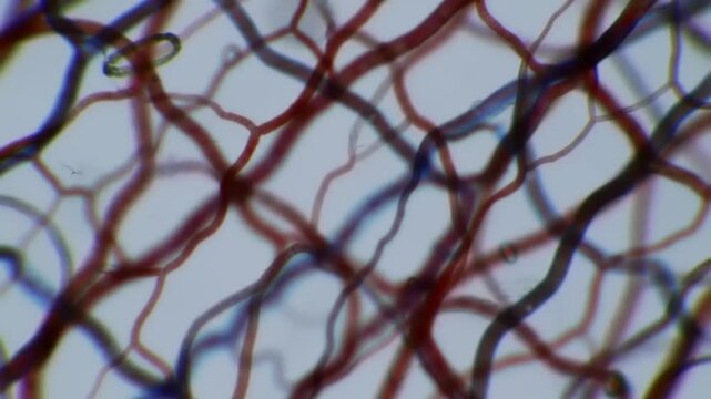 Microscopic Plant Vessels Network.