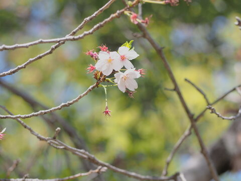 春の咲き始めの桜-cherry blossoms / begins to bloom / spring-