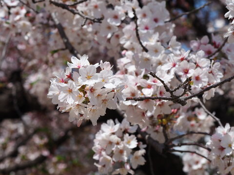 満開の桜 春の日本-cherry blossoms / full bloom / spring / japan-