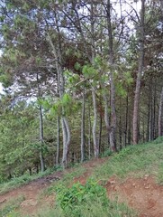 footpath in the forest