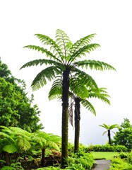 Lush fern tree in a tropical garden