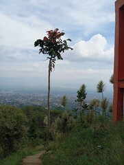 pine tree in the mountains