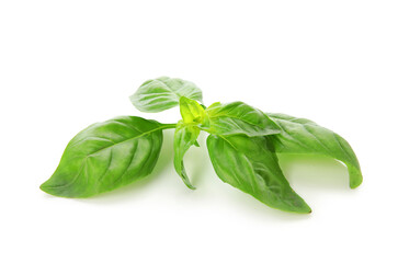 Fresh basil leaves on white background