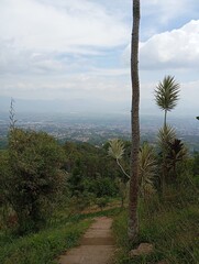trees on the mountains