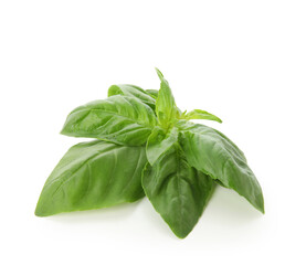 Green basil leaves on white background