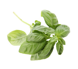 Green basil leaves on white background