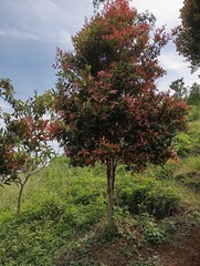 Red tree