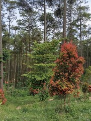 autumn in the garden