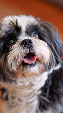 Close up video of Sweet and sassy,  shihTzu, Puppy, 