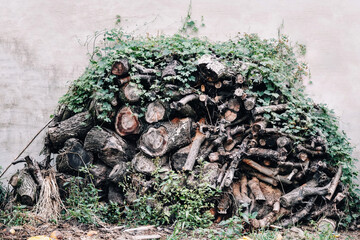 뒷마당 장작들