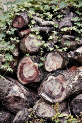 뒷마당 장작들 2