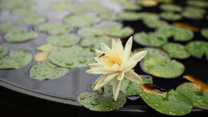 수련과 작은 벌